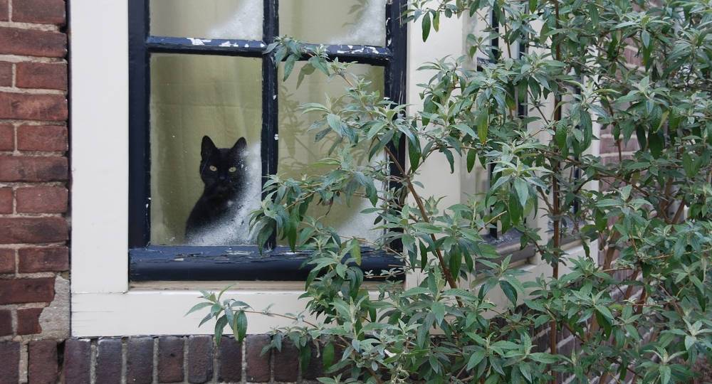 Look after your sash windows this winter