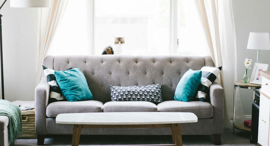 cat-sitting-on-window-ledge-in-beautiful-lounge-with-grey-sofa